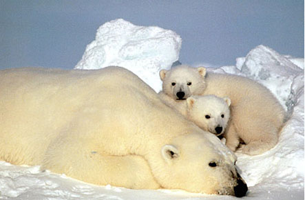 polar-bears.jpg